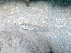 Bridled Goby (2